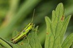 Grasshopper