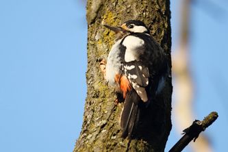 Great Spotted Woodpecker