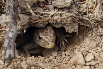 Lizard