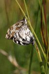 Western Marbled White Butterflies Mating