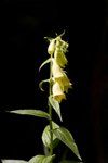 Yellow Foxglove