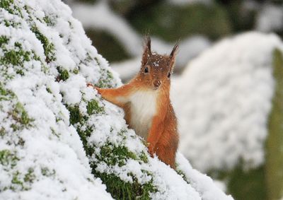 Red Squirrel in Snow this Christmas